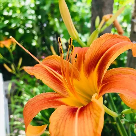 къща наде Tatil Evi