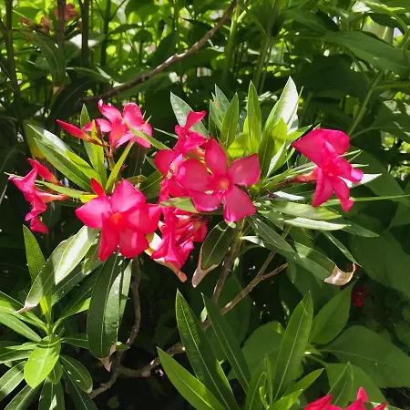 къща наде בית נופש צרבו