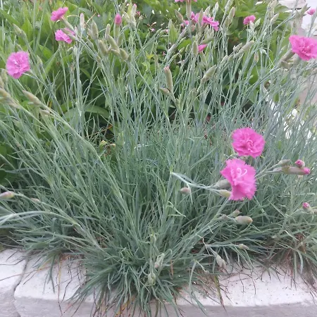 къща наде בית נופש צרבו