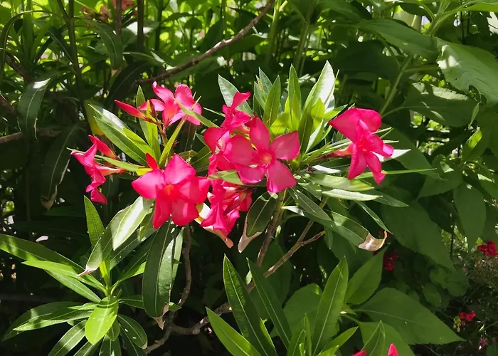 къща наде Casa vacanze Tsarevo