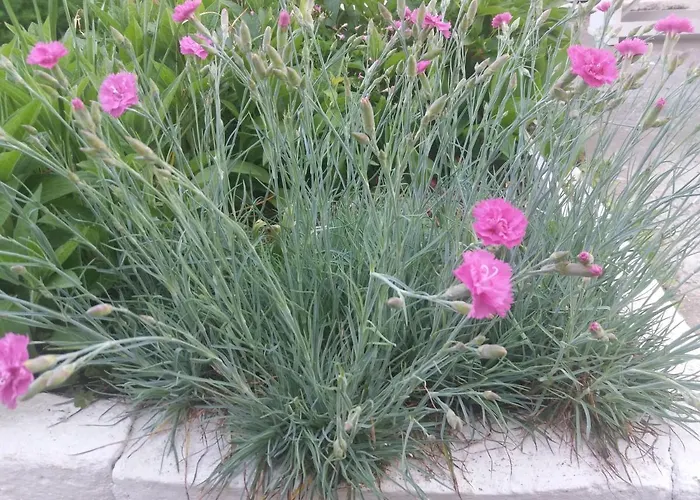 къща наде Дом отдыха Царёво